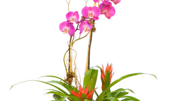 Valentine's Gifts