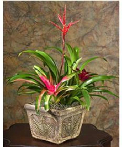 Bromeliad Garden