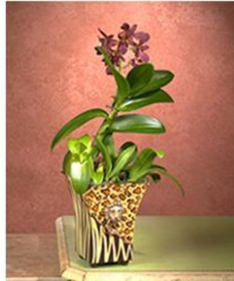 Orchid Plant in Animal Print Planter