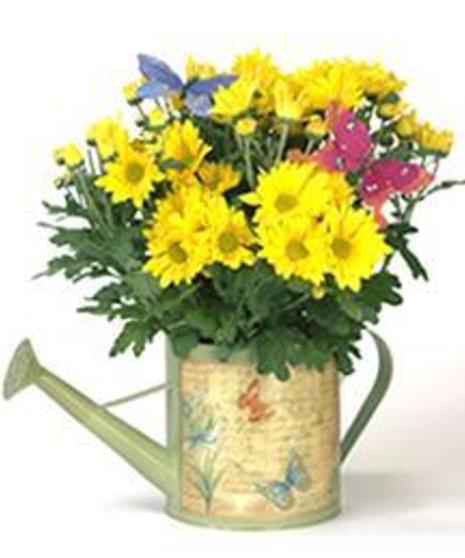 Mums & Butterflies Watering Can