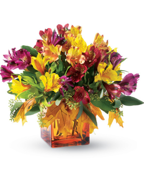Autumn Alstroemeria