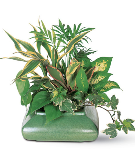 Small Dish Garden