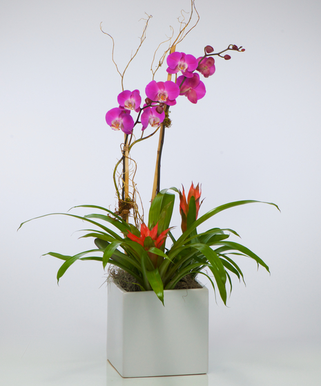 Ceramic Dish Garden