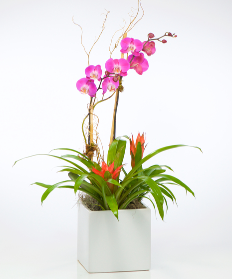 Roses & Lilies