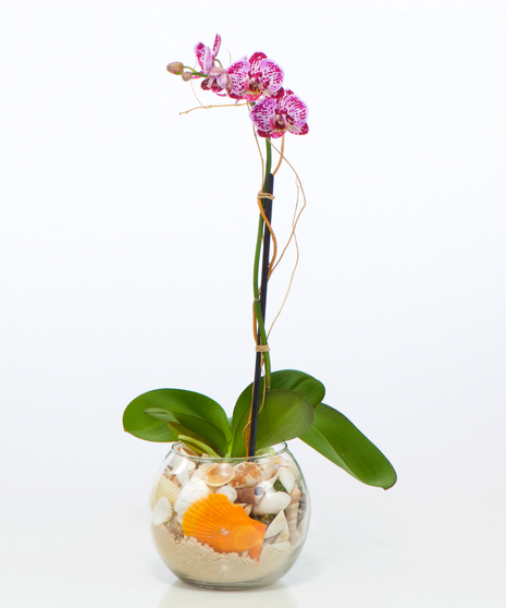 Bubble Bowl Rose Sorbet Elegance