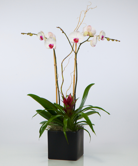 Plant-Blooming Peace Lily