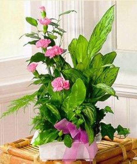 Pink Planter
