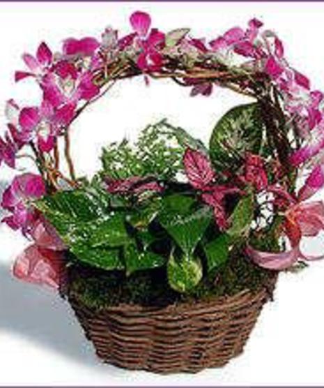 Tropical Dish Garden