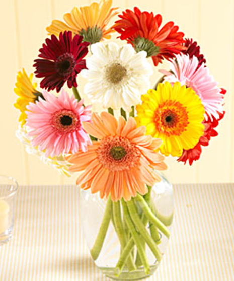 Gerber Daisy Vase