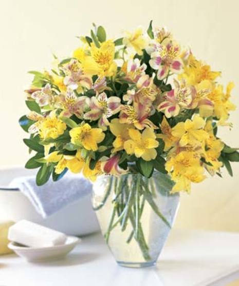 Peruvian Lilies in Bloom