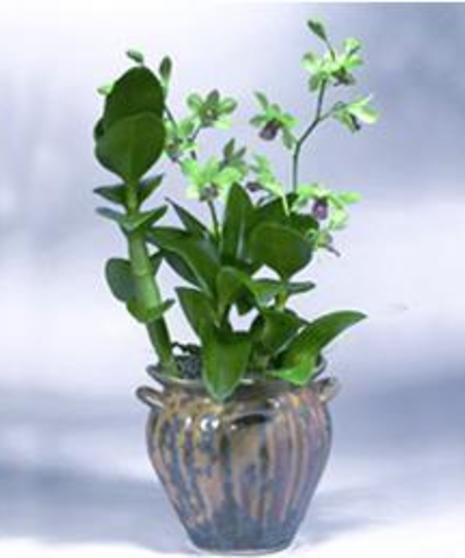 4" Orchid in Crystalline Urn