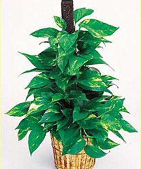 Plant-Pothos