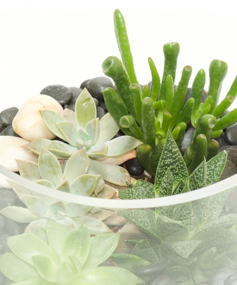 Succulent Terrarium