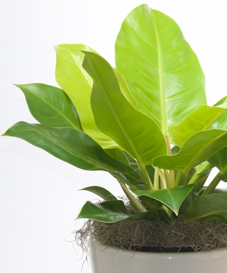 Delightful Dieffenbachia