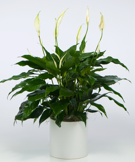 Assorted Planter