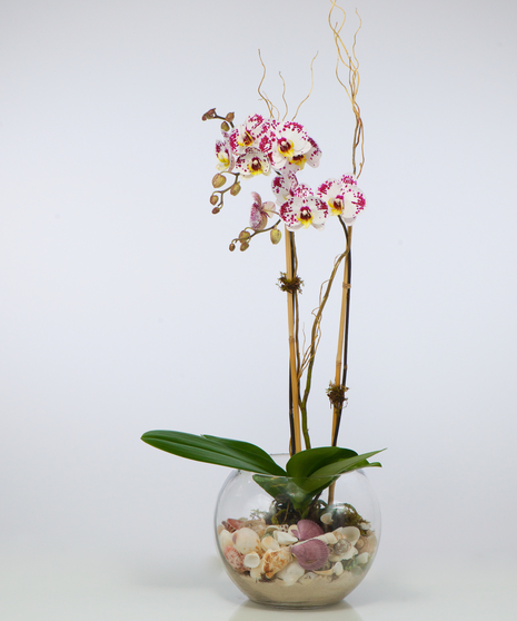Croton