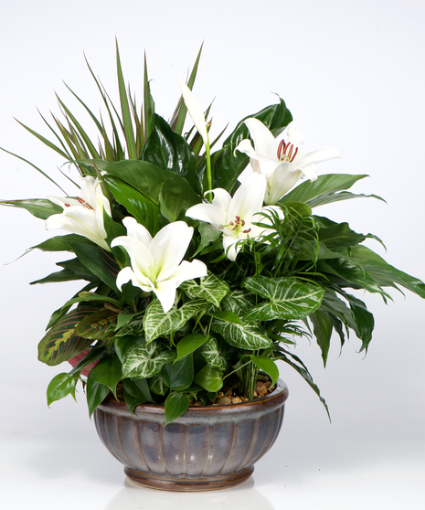 Musings Luxury Bouquet by Vera Wang