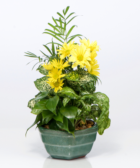 Living Spirit Dishgarden