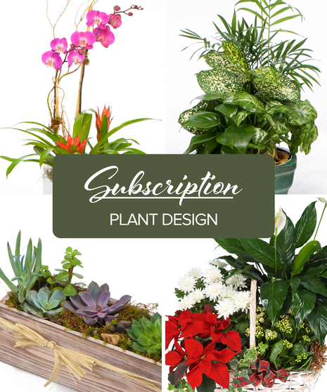 Plant Design Subscription