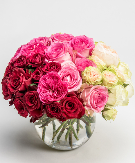 Rose Amore